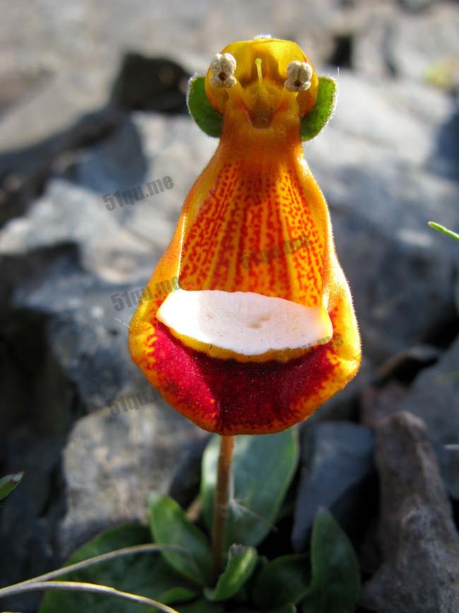 布袋花（Calceolaria uniflora）