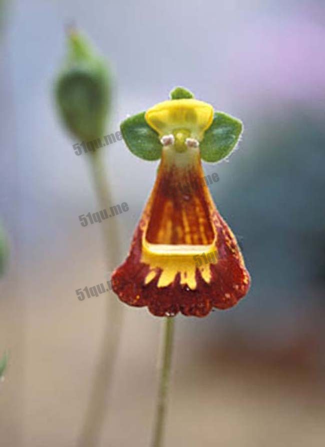布袋花（Calceolaria uniflora）
