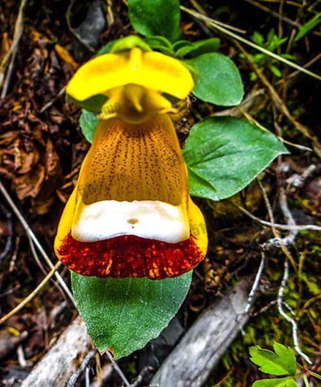 布袋花（Calceolaria uniflora）