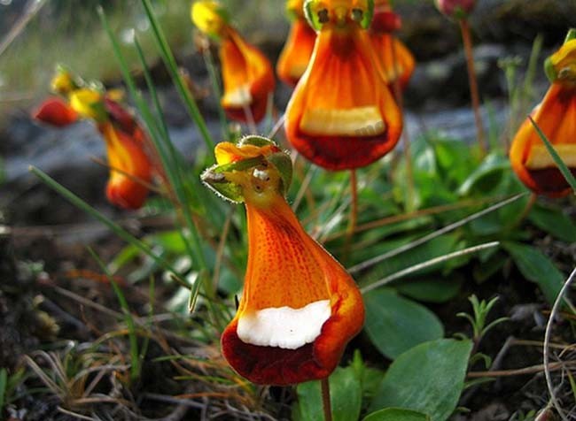 布袋花（Calceolaria uniflora）