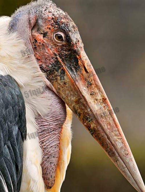 秃鹳（Marabou stork） 