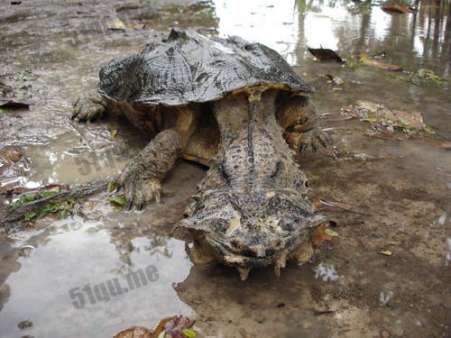 玛塔蛇颈龟，又名枫叶龟（Matamata） 