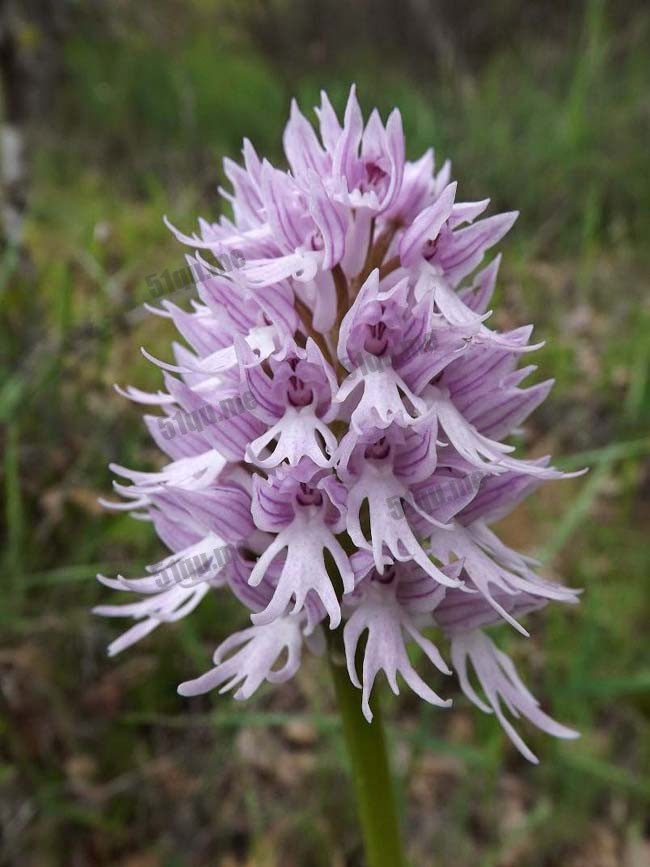 意大利红门兰（学名：Orchis italica）