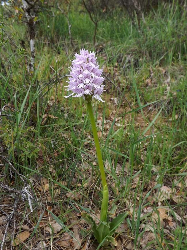 意大利红门兰（学名：Orchis italica）