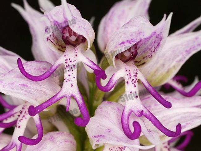 意大利红门兰（学名：Orchis italica）