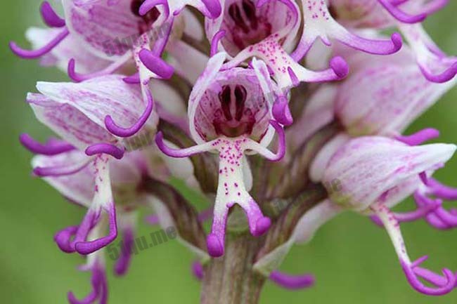 意大利红门兰（学名：Orchis italica）