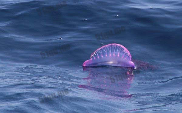 葡萄牙战舰(Portuguese Man O’ War Immunity，又名僧帽水母)