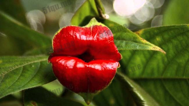 酷似性感美女红唇的嘴唇花