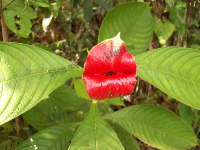 烈焰红唇（Psychotria Elata）