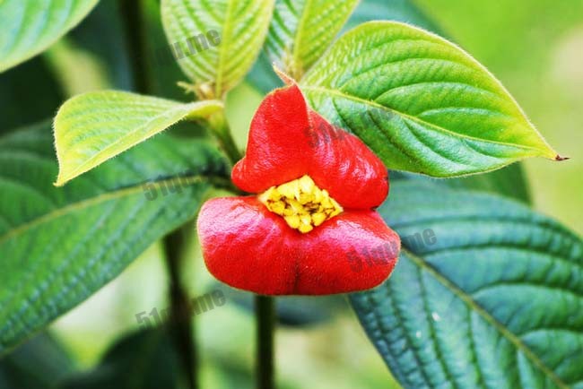 烈焰红唇（Psychotria Elata）