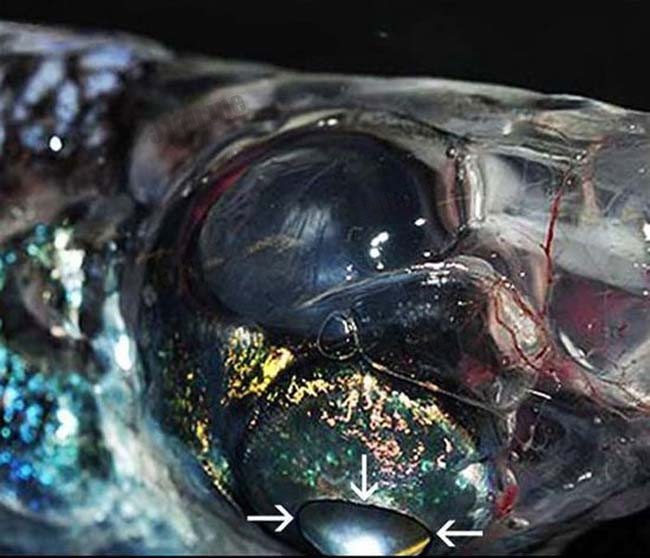 四眼怪鱼（Rhynchohyalus natalensis）