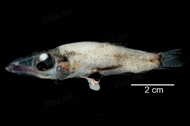 四眼怪鱼（Rhynchohyalus natalensis）