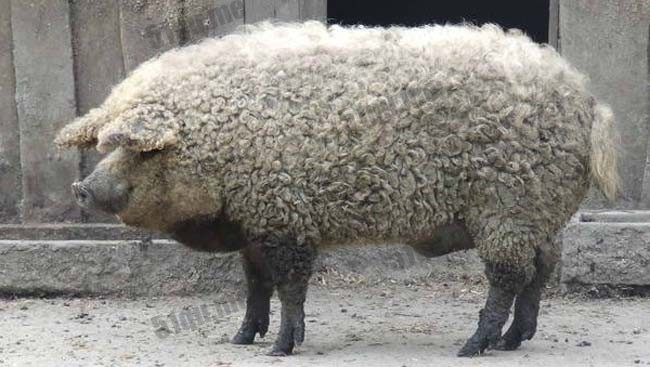 草泥猪(Sheep-pig)