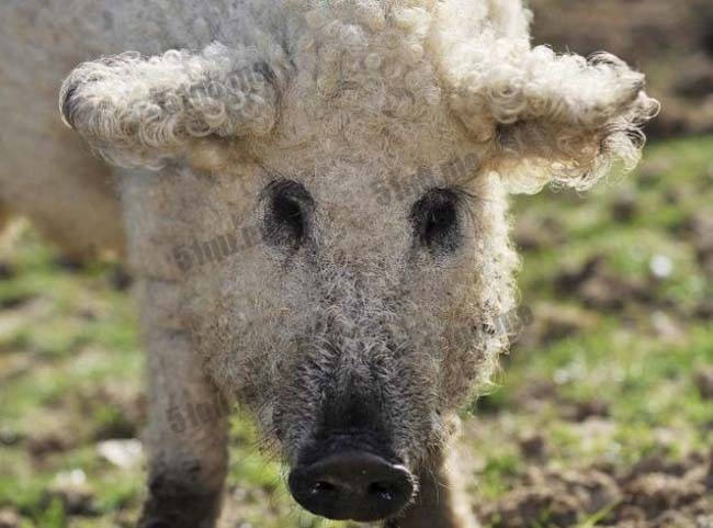 草泥猪(Sheep-pig)