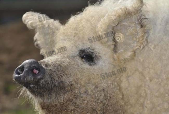 草泥猪(Sheep-pig)