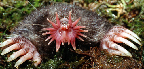 星鼻鼹（Star-Nosed Mole）