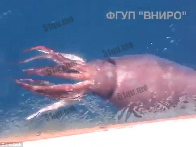 俄罗斯渔民遭遇深海巨型乌贼