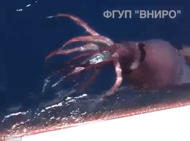 巨型乌贼The giant squid