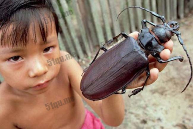 泰坦甲虫(Titanbeetle)