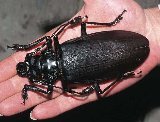 泰坦甲虫(Titanbeetle)