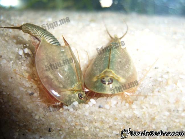 三眼恐龙虾（学名Triops longicaudatus ）