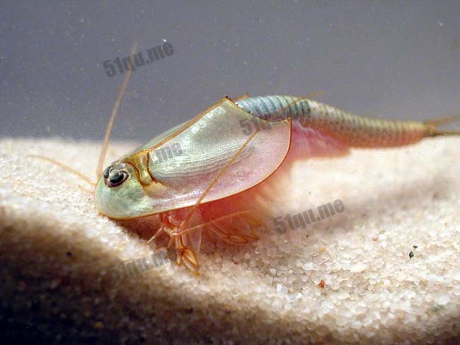 三眼恐龙虾（学名Triops longicaudatus ）