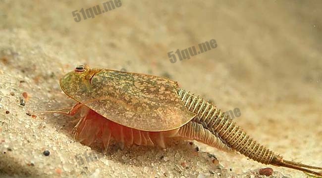 三眼恐龙虾（学名Triops longicaudatus ）