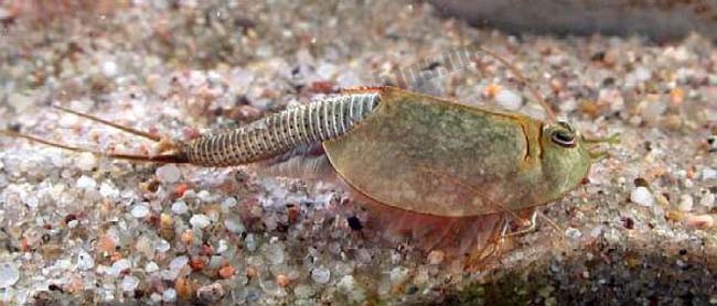 三眼恐龙虾（学名Triops longicaudatus ）