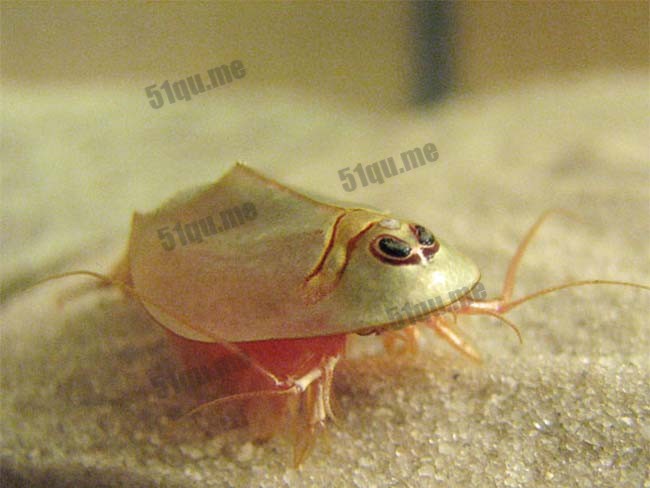 三眼恐龙虾（学名Triops longicaudatus ）