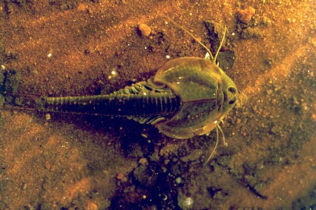 三眼恐龙虾（学名Triops longicaudatus ）