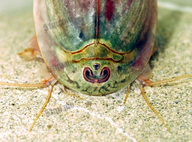 三眼恐龙虾（学名Triops longicaudatus ）