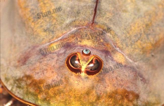 三眼恐龙虾（学名Triops longicaudatus ）