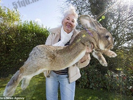 世界最大的兔子比家狗还大一倍