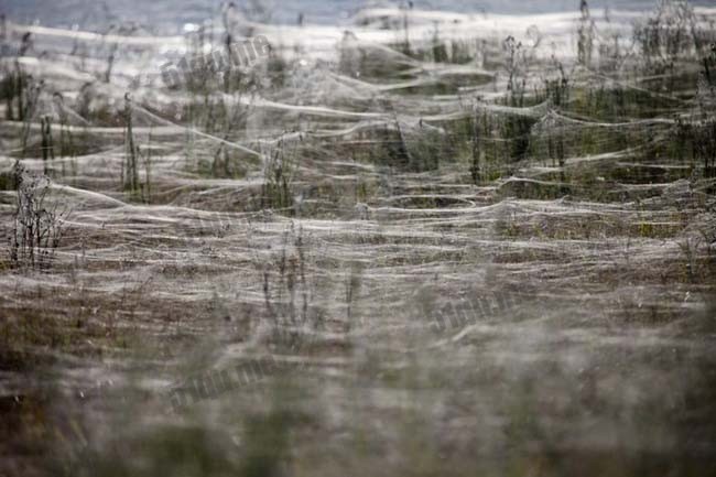 蜘蛛雨(Spider Rain)