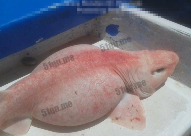 墨西哥钓上怪鱼 粉红臃肿的腹部犹如外星生物