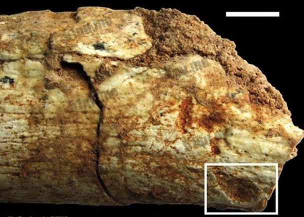发现50W年前被动物要过的人类骨头