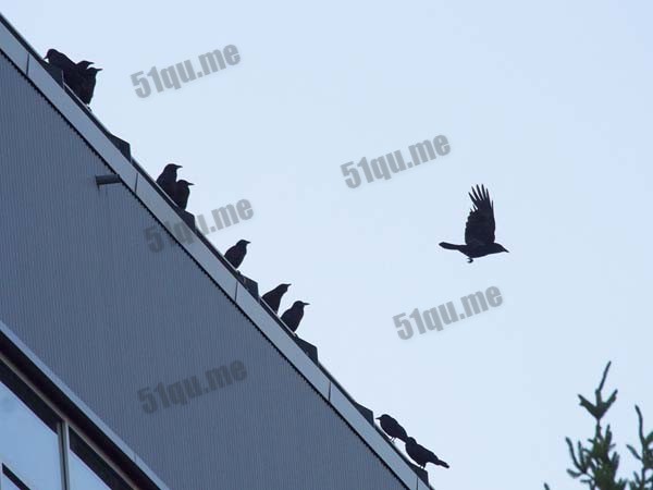 5万余只乌鸦“入侵”美国俄亥俄州小镇