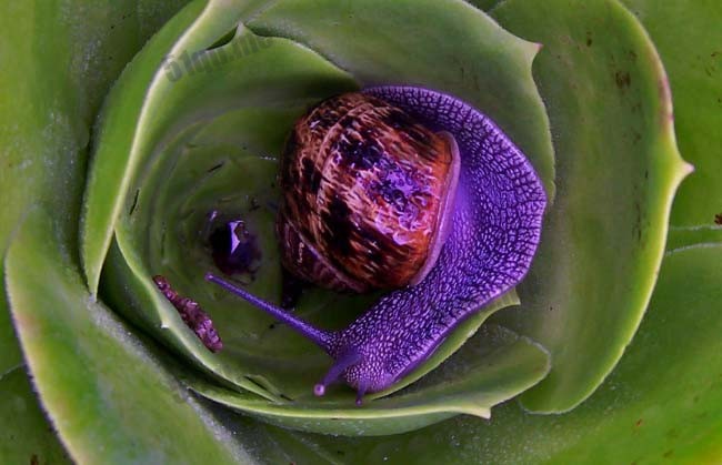 古巴彩色蜗牛（cuban snail）