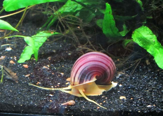 古巴彩色蜗牛（cuban snail）