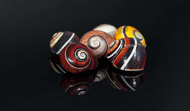 古巴彩色蜗牛（cuban snail）