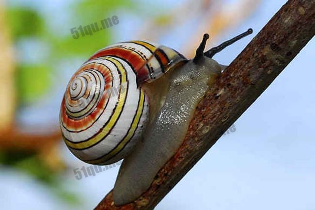 古巴彩色蜗牛（cuban snail）