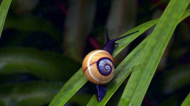 古巴彩色蜗牛（cuban snail）