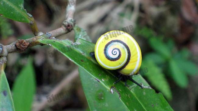 古巴彩色蜗牛（cuban snail）