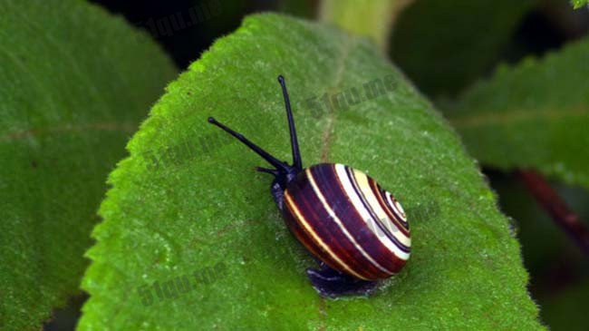 古巴彩色蜗牛（cuban snail）