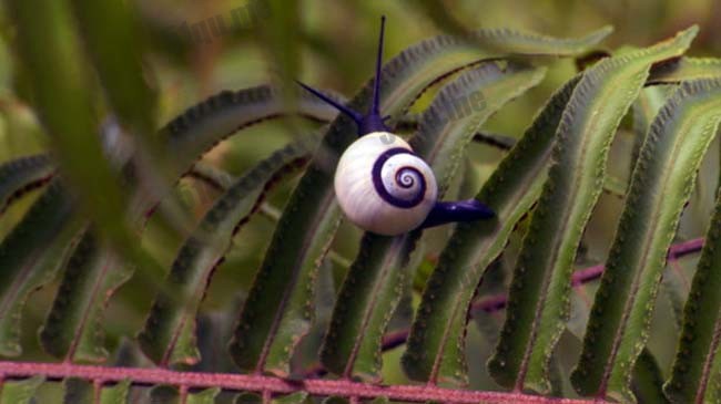 古巴彩色蜗牛（cuban snail）