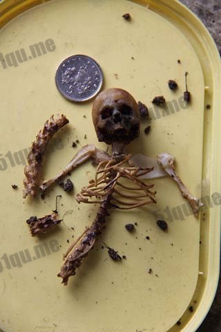 在精灵骨架旁有一枚硬币做对比