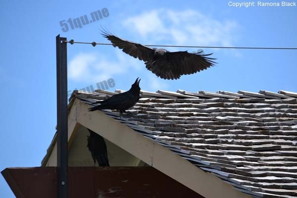 5万余只乌鸦“入侵”美国俄亥俄州小镇