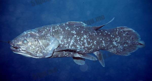 腔棘鱼(Coelacanth)