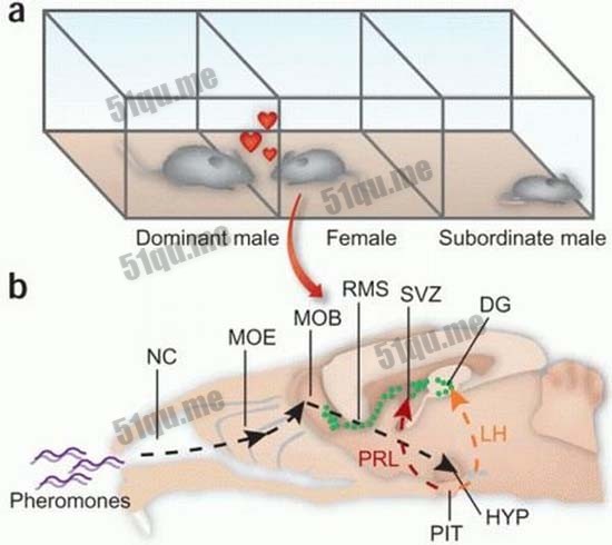 同性恋炸弹mice pheromones