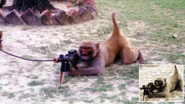 “猴子士兵”用机枪练习瞄准